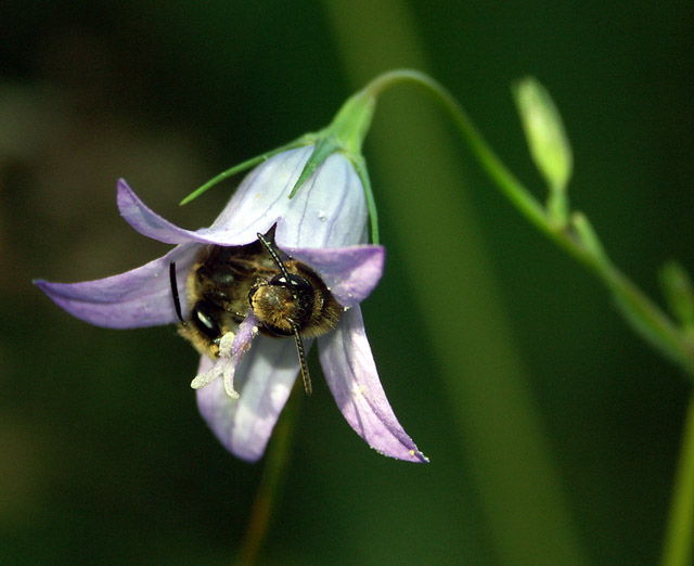 Andrena pandellei - Copyright Hugues Mouret